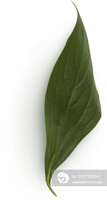 Peony Leaf