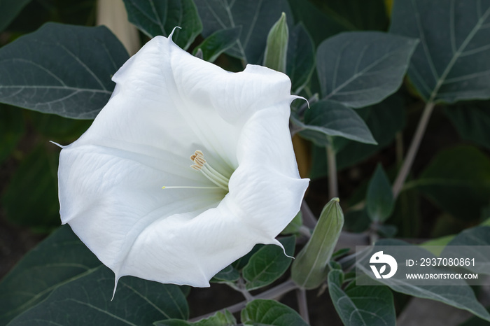 Datura innoxia - white flower from United States, Central and South America. The moonflower with gre