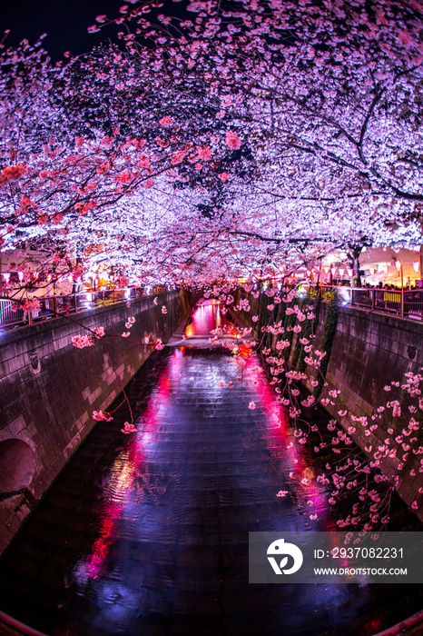 中目黒・目黒川の夜桜