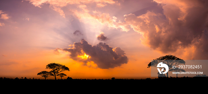 Panorama silhouette tree in africa with sunset.Tree silhouetted against a setting sun.