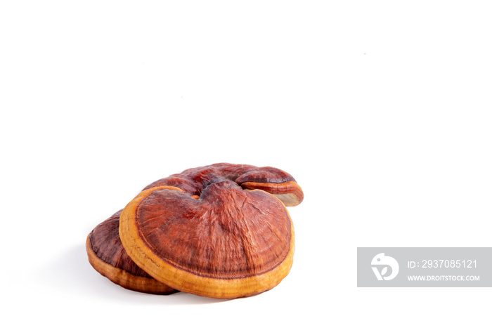 Lingzhi mushroom on white background (Ganoderma Lucidum). Chinese traditional medicine and nutritive