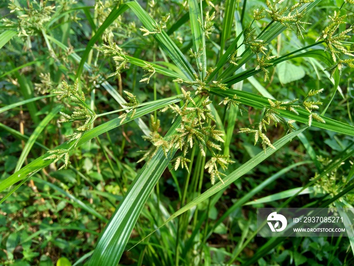 圆柏（椰子草、爪哇草、坚果草、紫色坚果莎草、紫色果仁莎草、红色坚果莎草）