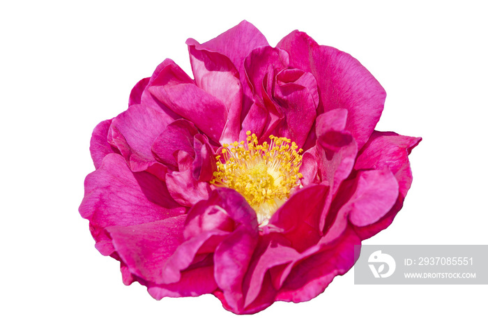 Rose gallica var.officinalis，一种春季夏季红花灌木，俗称老红锦缎