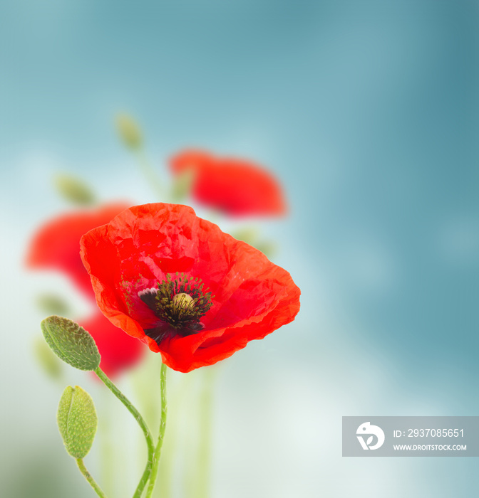 Poppy flowers