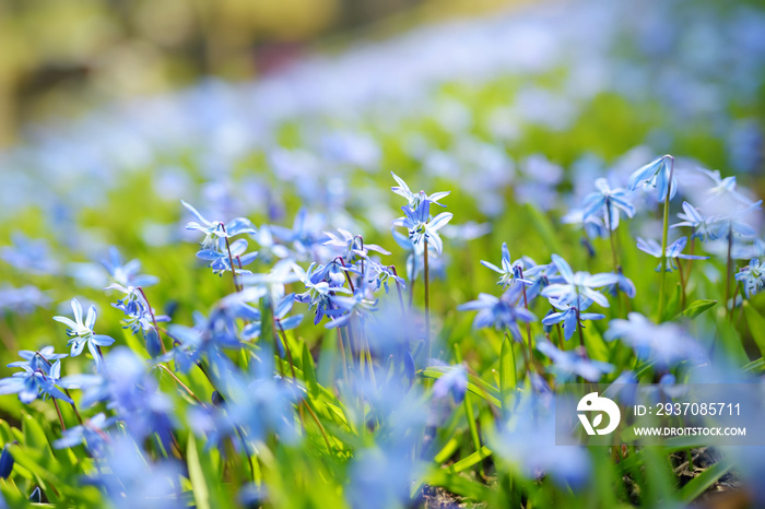 Scilla flowers blooming in the garden on the Alpine hill. Beautiful blue spring flowers on a sunny d