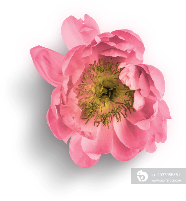 Peony Pink