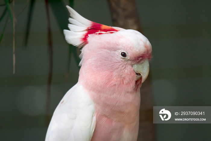 粉色鹦鹉头特写。Lophochroa leadbeateri Cacatua。Mitchells Cockatoo少校。Lophocroa lead