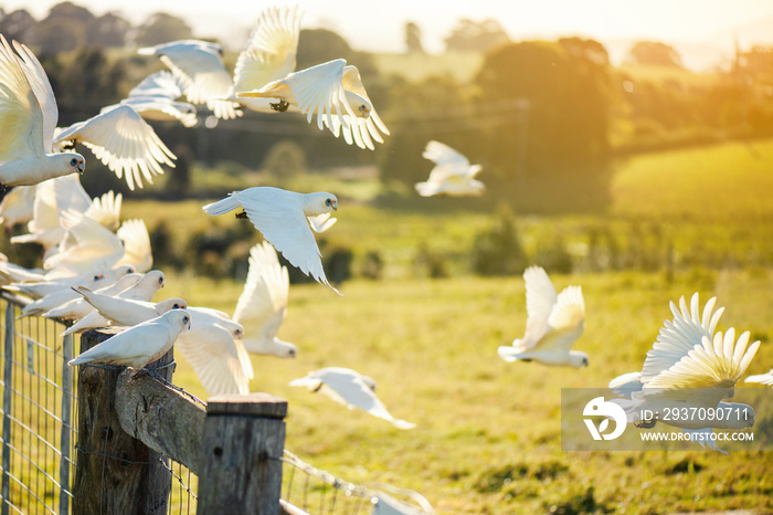 Flock of corella birds resting on a rustic fence.