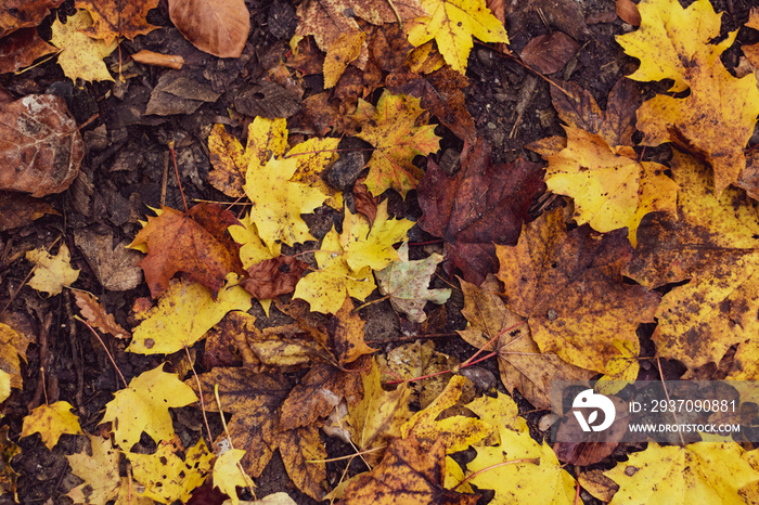 Tapis de feuilles mortes et colorés à l’automne