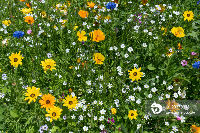 Wunderschöne bunte Blumenwiese im Sommer mit Blumen hauptsächlich in gelb, orange und weiß