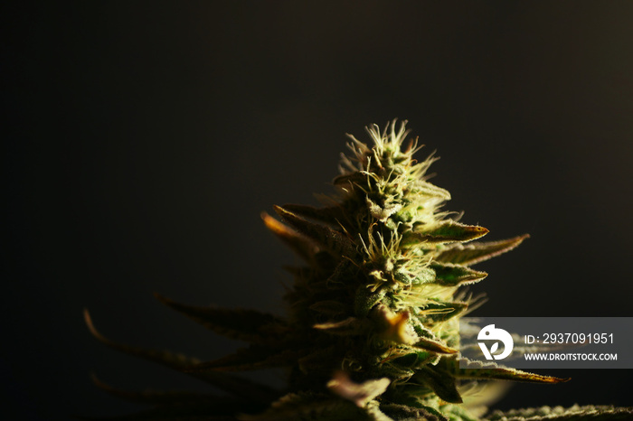 Cannabis flower branch on black background. Marijuana plant with buds