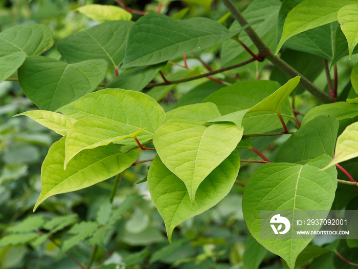 Renoutria ou fallopia japonica, renouée du Japon ou renouée à grandes feuilles pointues sur tiges ro