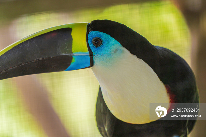 Amazon toucan bird