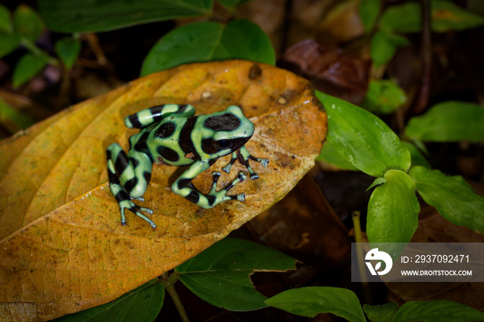 Dendrobates auratus - Green and black poison dart frog also green-and-black poison arrow frog and gr