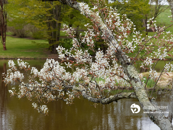 Amelanchier lamarckii - Amélanchier de Lamarck, un petit arbuste fruitier aux feuilles pourpres bron