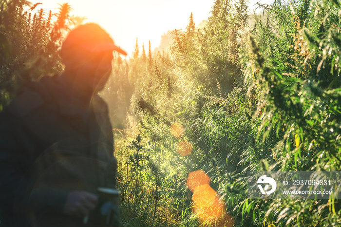 阳光下一个男人在大麻地上的剪影