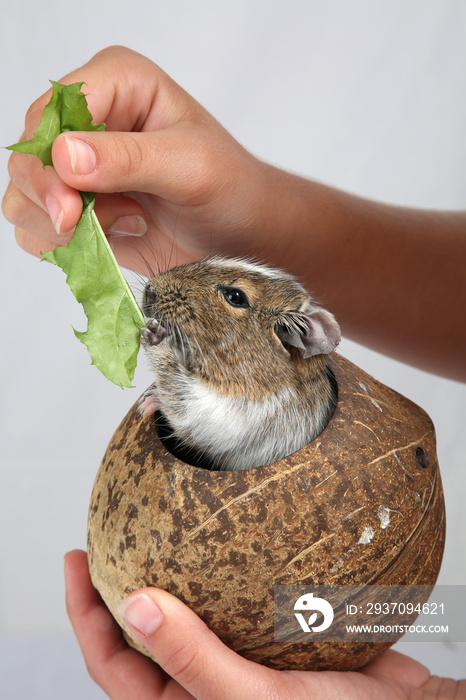 gescheckter Degu wird gefüttert