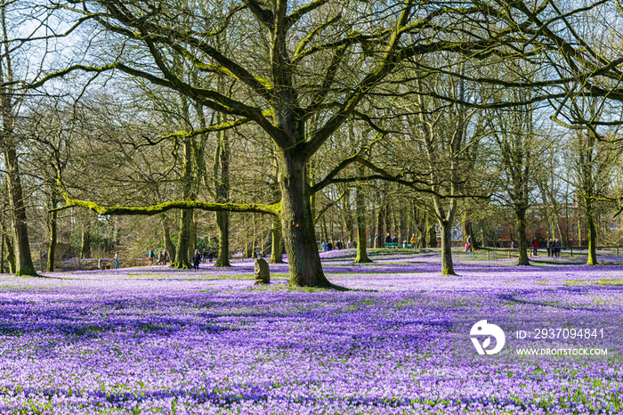 Krokusblüte in Husum