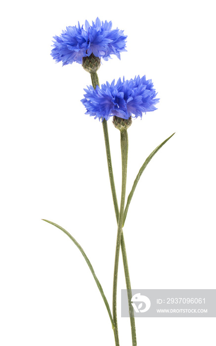 蓝色矢车菊草本植物或单身汉纽扣花头隔离在白色背景切口上