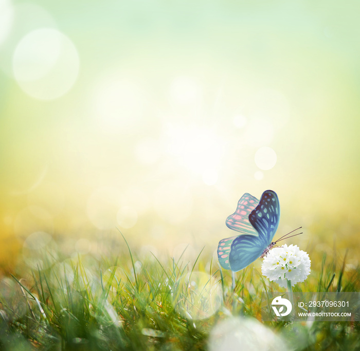 Green meadow with spherical white flowers at dawn. Summer landscape.