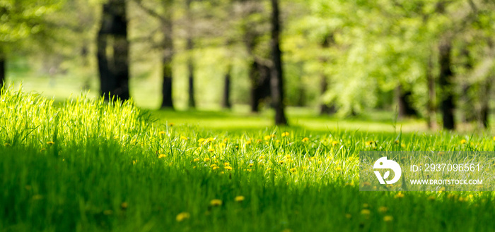 Grüne Wiese im Stadtpark