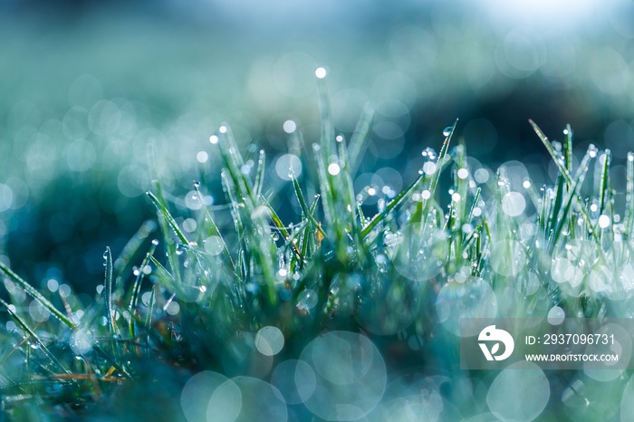 Wet grass with morning dew macro