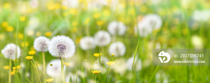 Banner Pusteblumen auf einer Wiese mit Butterblumen