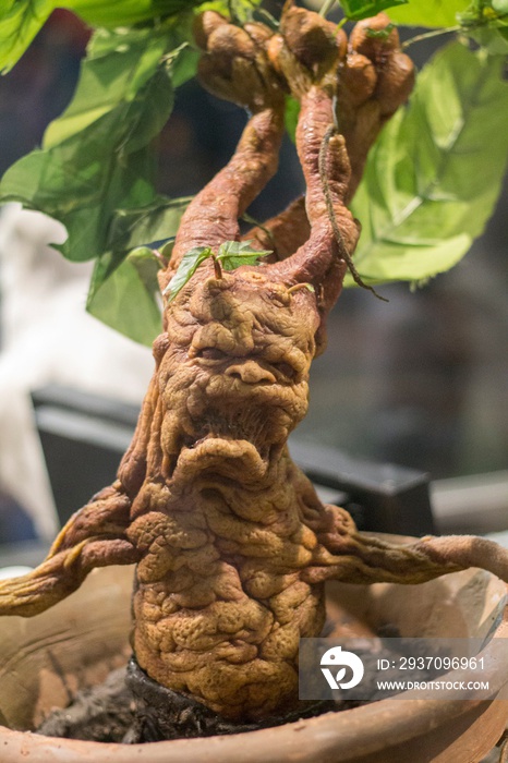 Mandrake in a pot