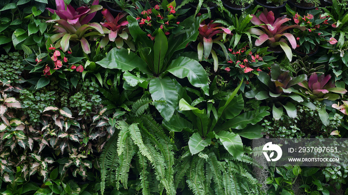 Vertical garden nature backdrop, living green wall of birds nest fern, sword fern, bromeliads, Anth