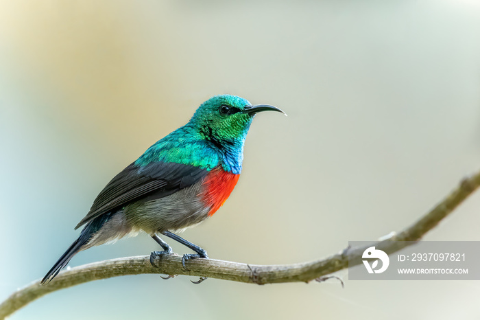 Red-chested Sunbird, Cinnyris erythroceria, african nectar feeding bird, glossy, metallic cyan and r