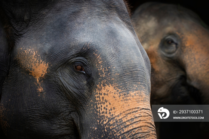 Close Up Of Elephant, Dramatic Portrait Animal.