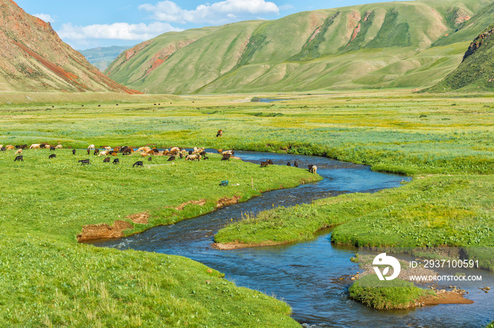 Sheep herd grazing along a mountain river, Naryn gorge, Naryn Region, Kyrgyzstan