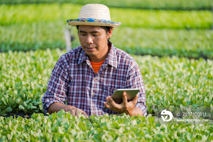 Asian farmer in hat using a digital tablet and checking young seedlings in his farm in the vegetable