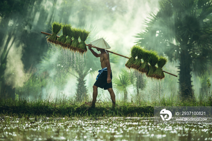 雨季，一位亚洲农民在绿色的田野上搬运水稻幼苗，一位贫穷的泰国农民w