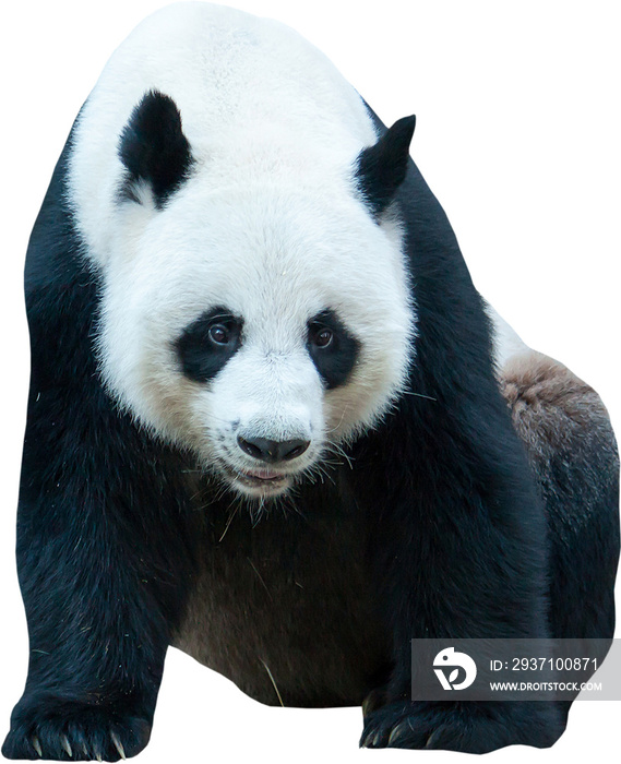 giant panda bear isolated