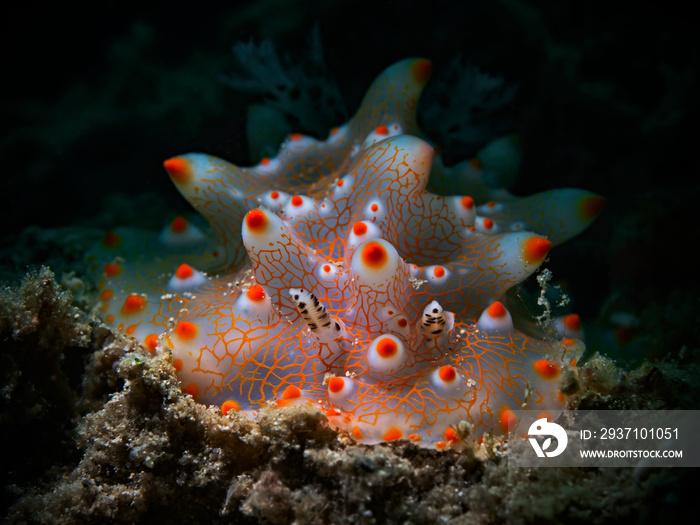 Underwater close-up photography of a halgerda nudibranch.