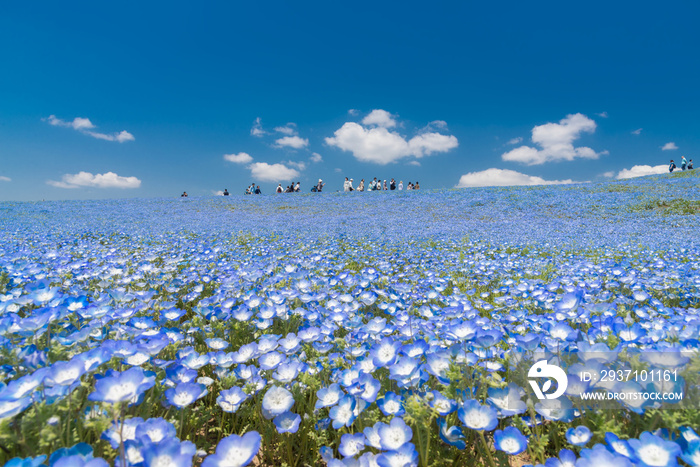 Nemophila, flower field at Hitachi Seaside Park in spring, Japan