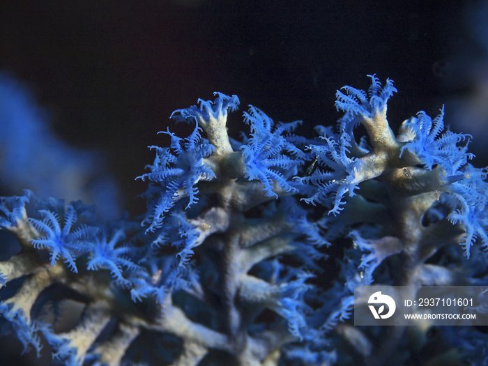 蓝色珊瑚息肉，Blaue Korallenpolypen