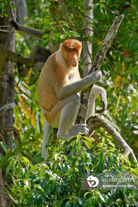 雄性长鼻猴坐在树上，马来西亚沙巴（婆罗洲）