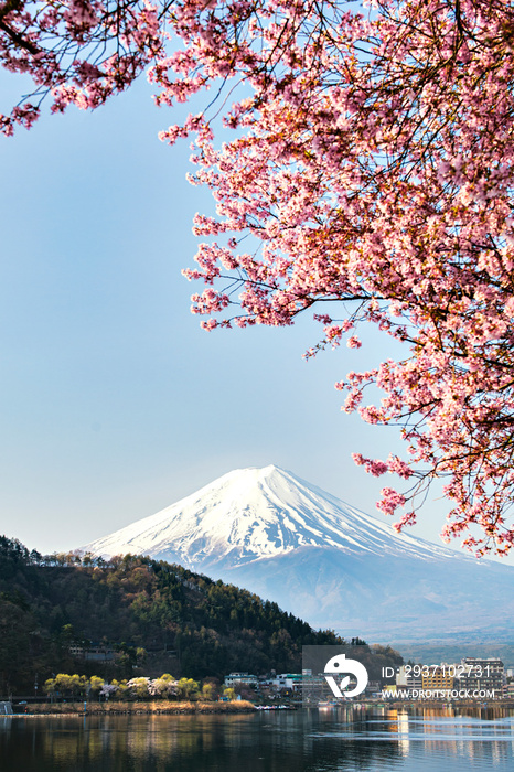 日本春天河口湖的富士山和粉红色樱花枝
