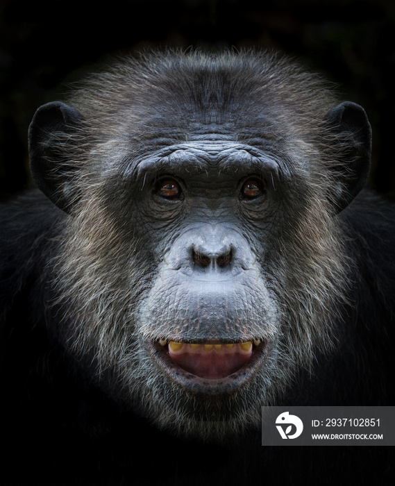 黑猩猩脸。
