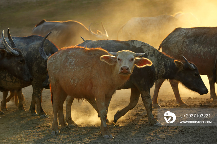Portrait of silhouette thai buffalo herd on dry dust muddy fields in ิbeautiful golden evening light