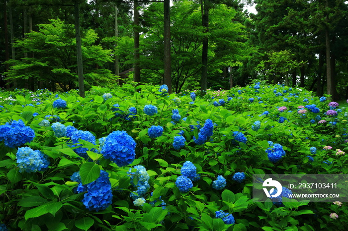 岩手県奥州市　二清院の紫陽花