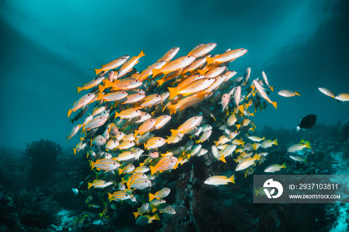 热带鱼群在清澈的蓝色水中，在健康的珊瑚礁中游泳，Raja Ampat Indonesia