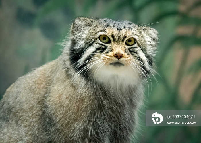 帕勒斯猫也被称为中亚的马努猫，在这里被视为位于伯明哈的动物园标本