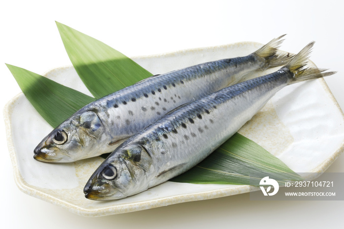 真鰯　Japanese sardine