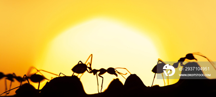 Green Ants walking on a vine at sunset.