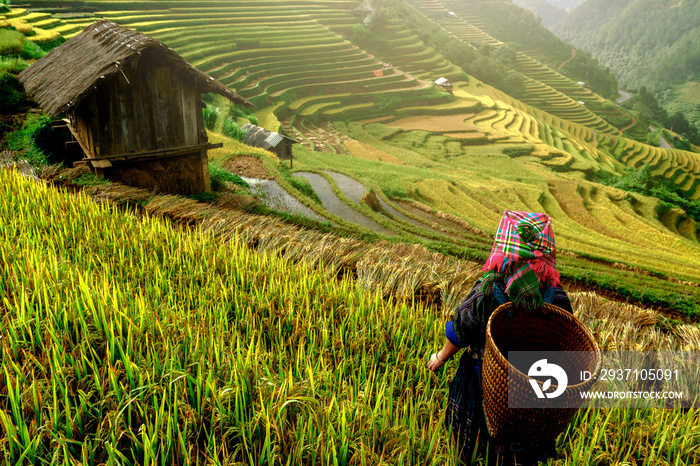 beautiful rice terraces, in Mu cang chai ,Yenbai, Vietnam.