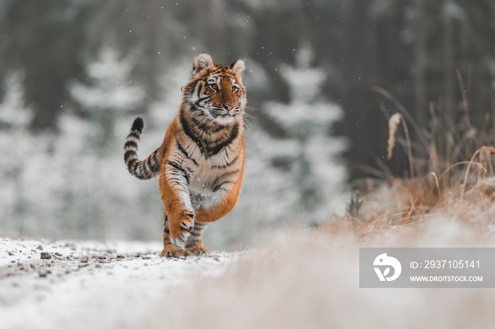 西伯利亚虎（雌性，Panthera tigris altaica）对着镜头奔跑。正视图，动作镜头