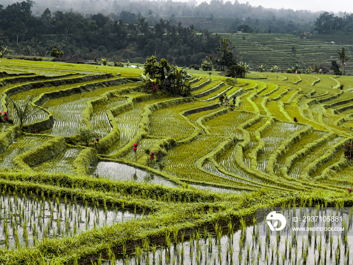 Champ Rizières Bali Indonésie